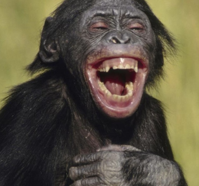 smiling monkay